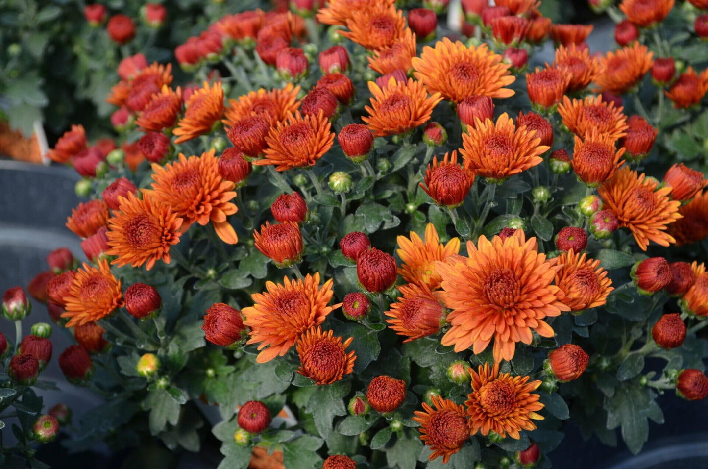 542 Mum Orange Keeley Orange - View 2 from www redcrocus com
