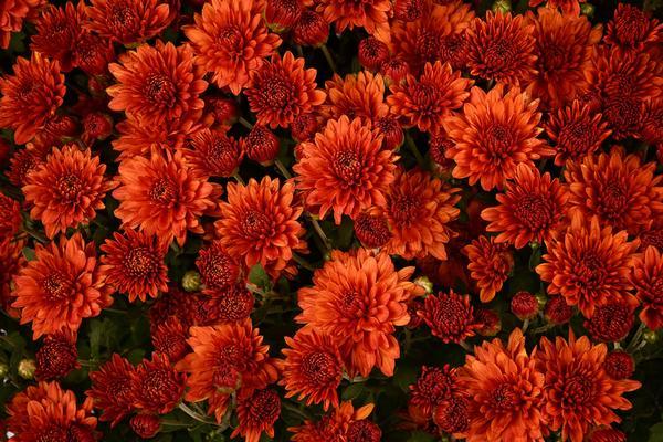 542 Mum Orange Keeley Orange - View 3 from www redcrocus com