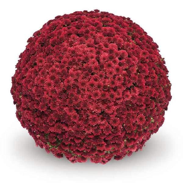 544 Mum Red Koko Red - View 1 from www redcrocus com