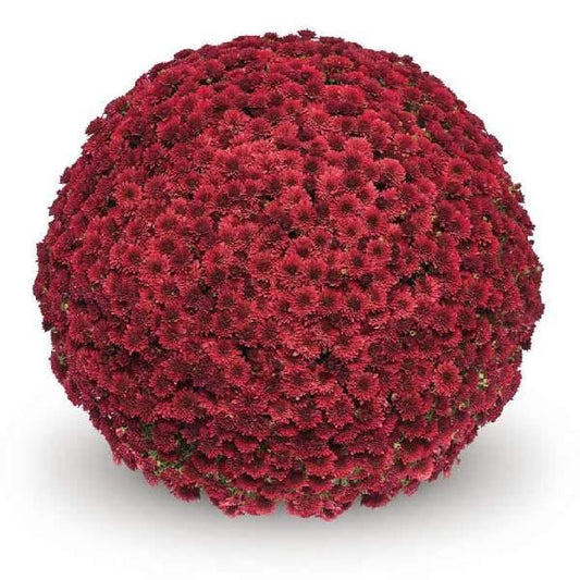 544 Mum Red Koko Red - View 1 from www redcrocus com