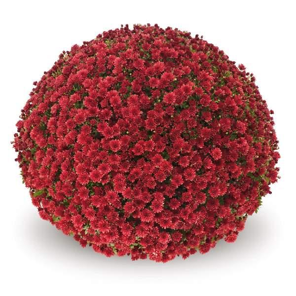 544 Mum Red Koko Red - View 2 from www redcrocus com