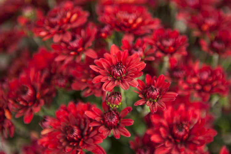 544 Mum Red Koko Red - View 9 from www redcrocus com