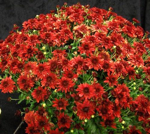 546 Mum Red Mila Red - View 11 from www redcrocus com