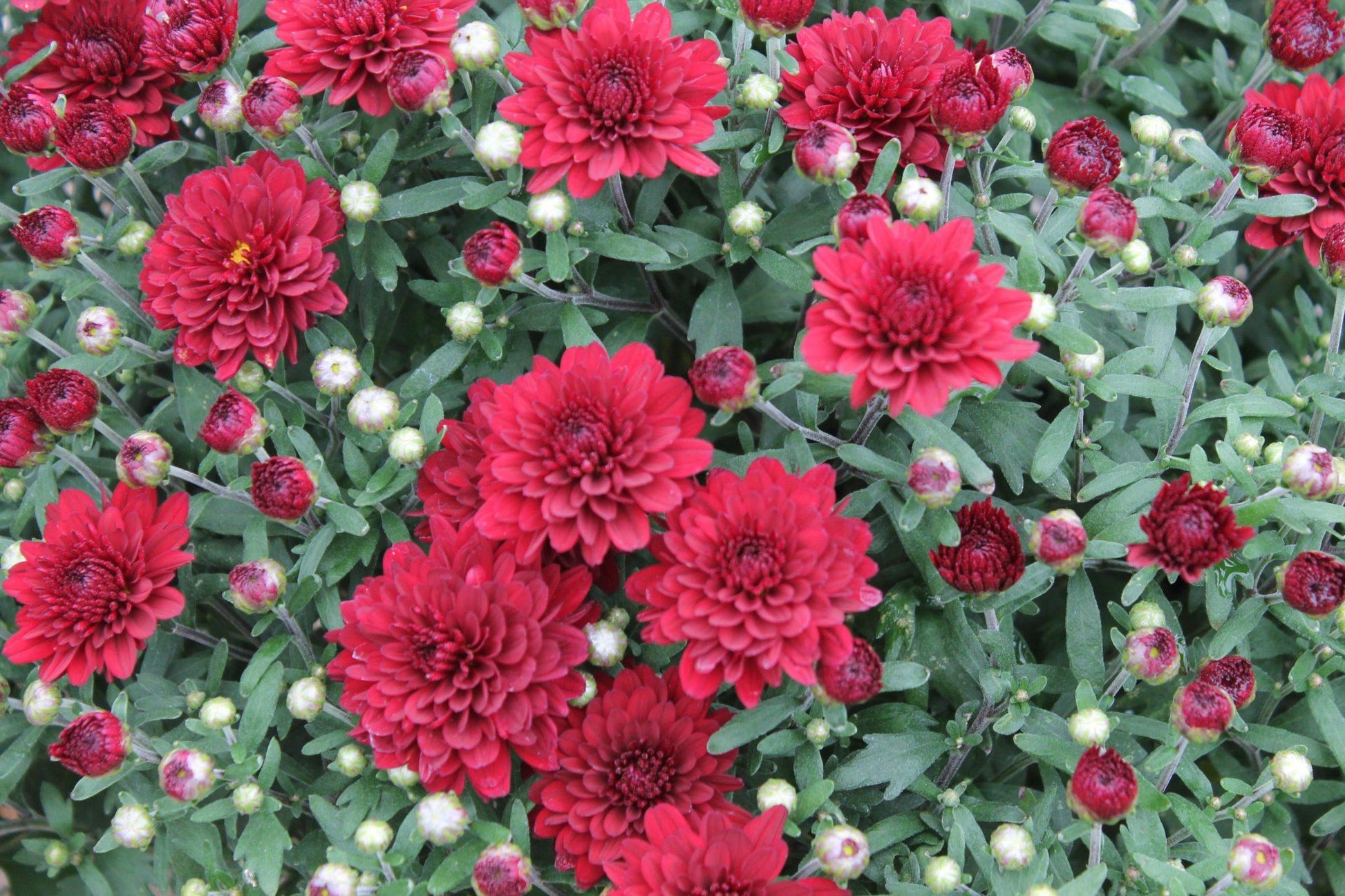 546 Mum Red Mila Red - View 4 from www redcrocus com