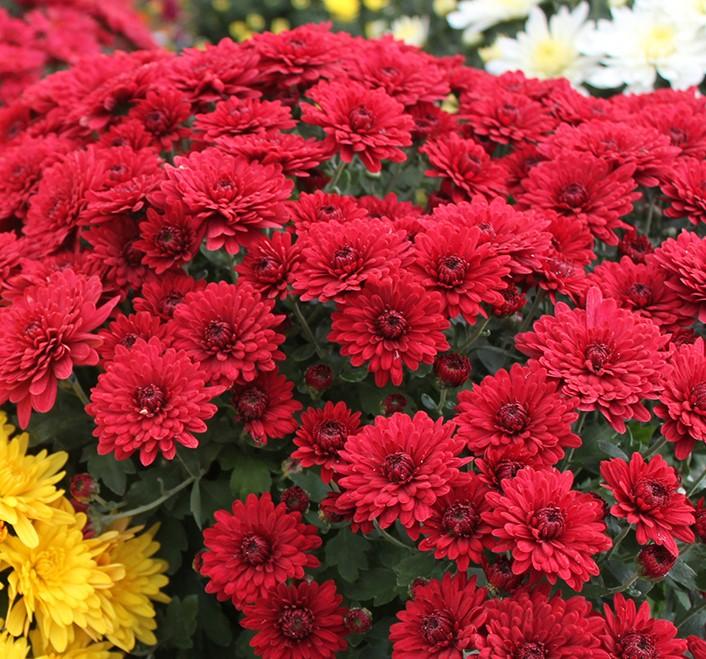 546 Mum Red Mila Red - View 7 from www redcrocus com