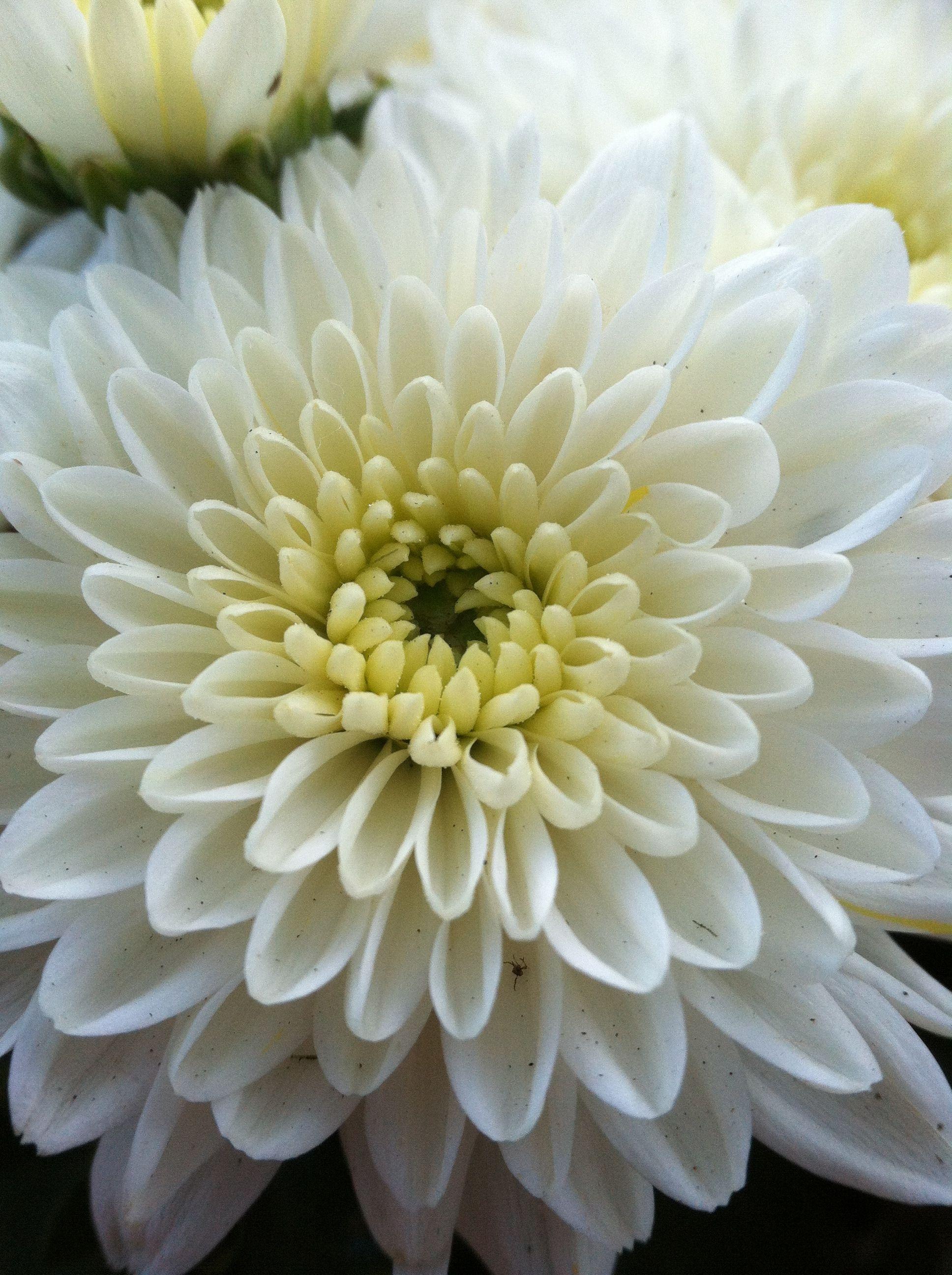 547 Mum White Nazimi White - View 11 from www redcrocus com