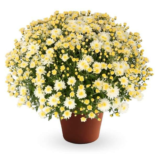 549 Mum White Pamela White - View 1 from www redcrocus com