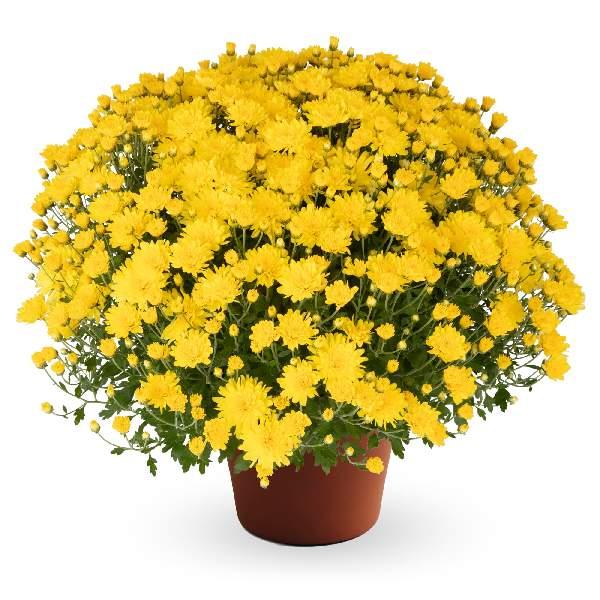 550 Mum Yellow Pamela Yellow - View 1 from www redcrocus com