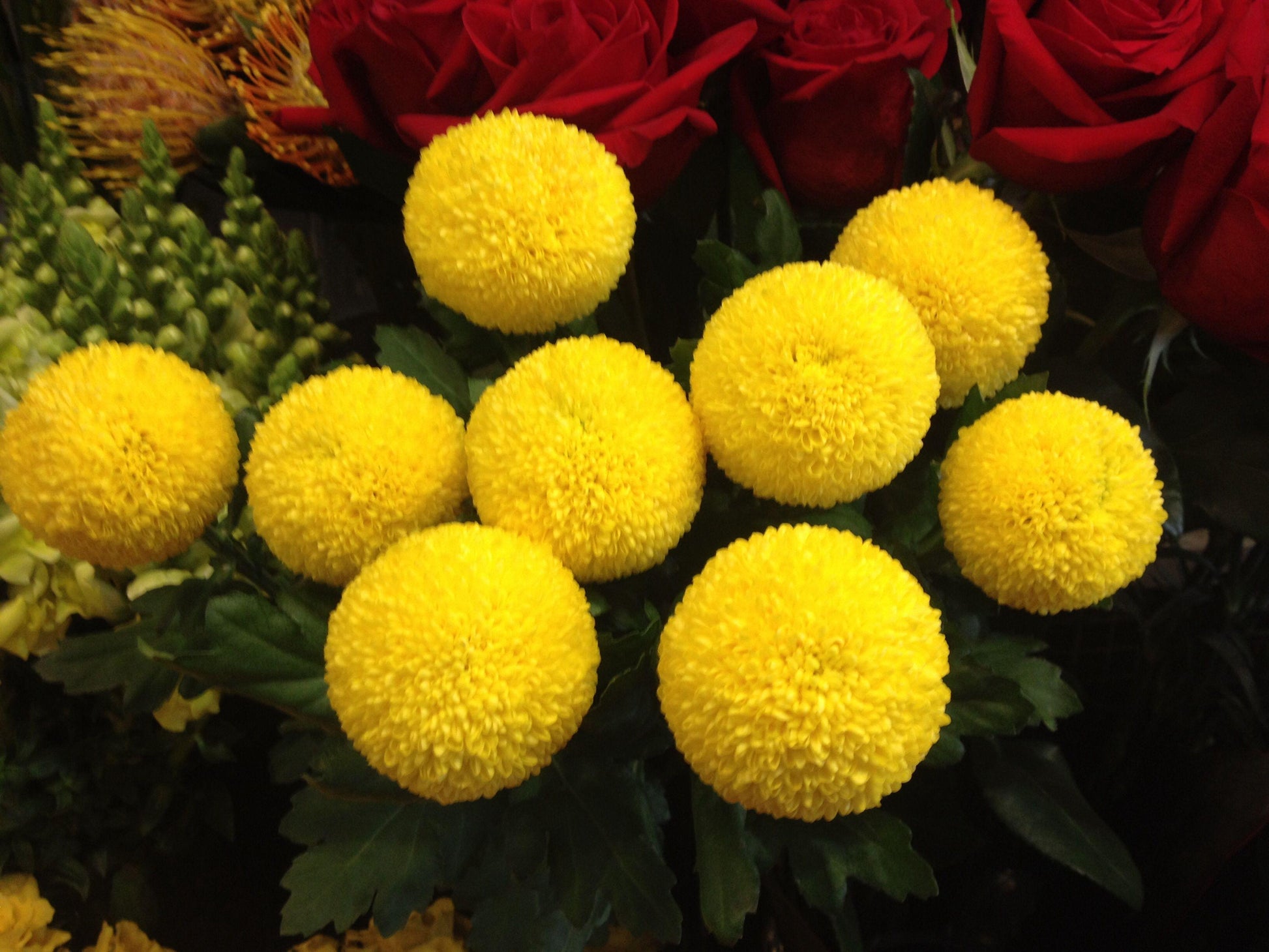550 Mum Yellow Pamela Yellow - View 4 from www redcrocus com