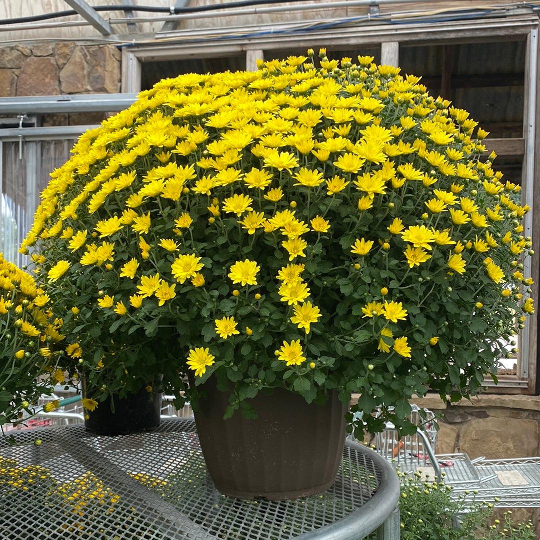550 Mum Yellow Pamela Yellow - View 9 from www redcrocus com