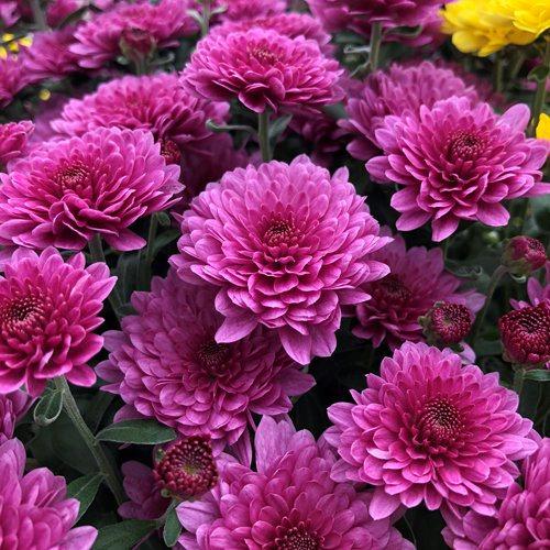 555 Mum Pink Misty Lilac Pink - View 17 from www redcrocus com