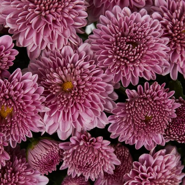 555 Mum Pink Misty Lilac Pink - View 7 from www redcrocus com