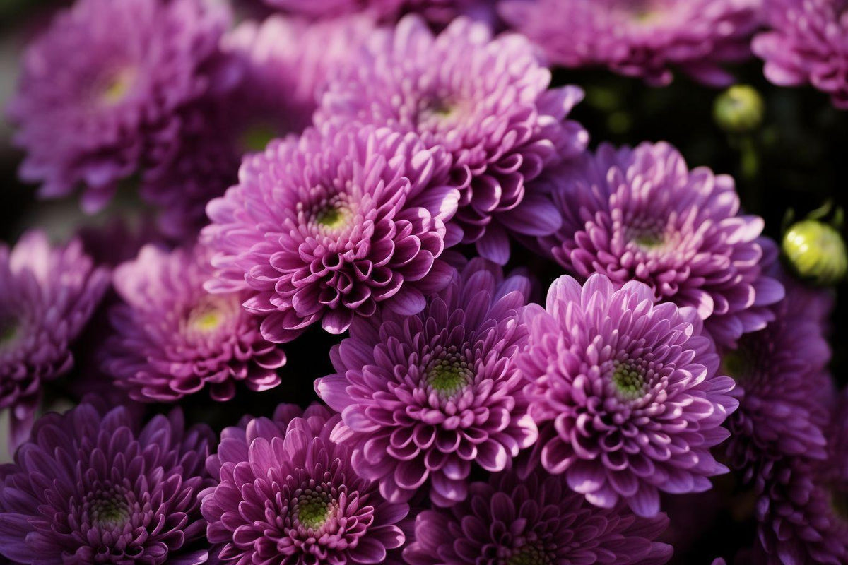 556 Mum Purple Gypsy Rose Purple - View 12 from www redcrocus com