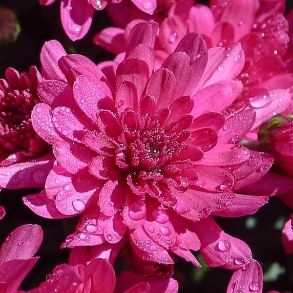 556 Mum Purple Gypsy Rose Purple - View 1 from www redcrocus com