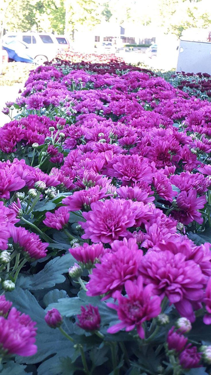 557 Mum Purple Cosmic Galaxy Purple - View 4 from www redcrocus com