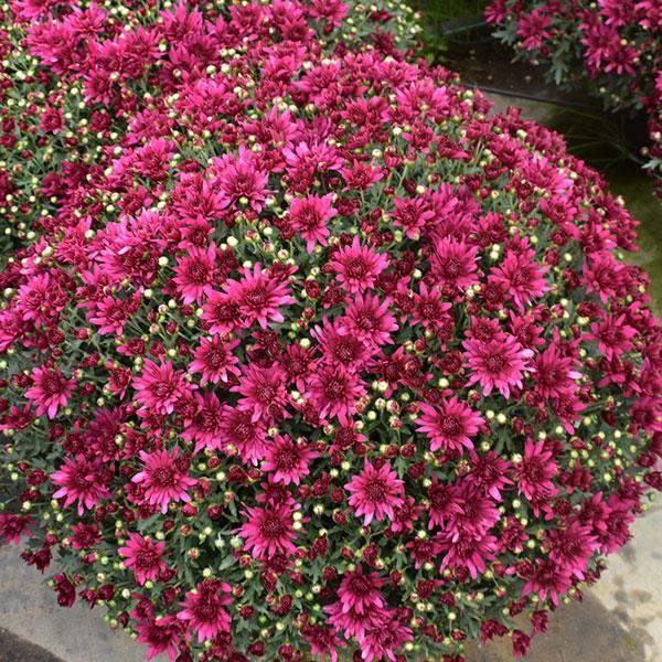 557 Mum Purple Cosmic Galaxy Purple - View 5 from www redcrocus com