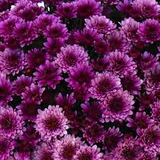 558 Mum Purple Prism Purple - View 20 from www redcrocus com