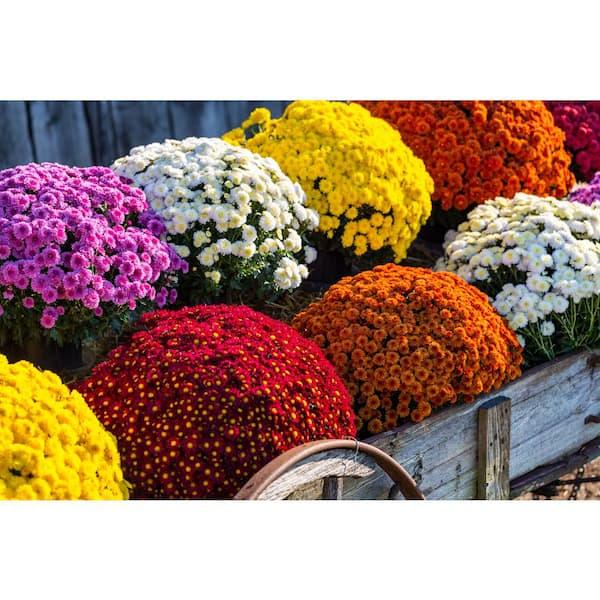 Mum, Assorted - View 12 from www redcrocus com