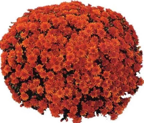 Mum, Orange Conaco Orange - View 12 from www redcrocus com