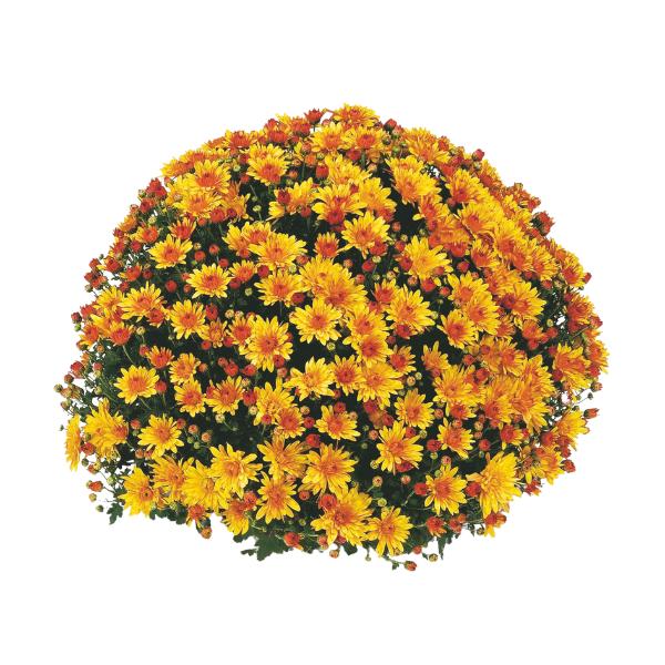 Mum, Orange Conaco Orange - View 17 from www redcrocus com