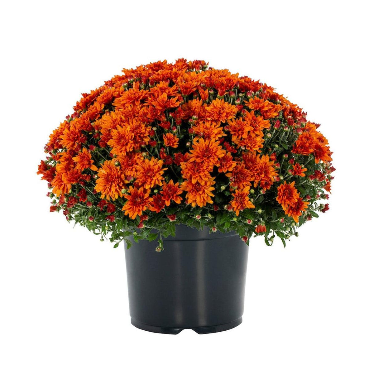 Mum, Orange Conaco Orange - View 19 from www redcrocus com
