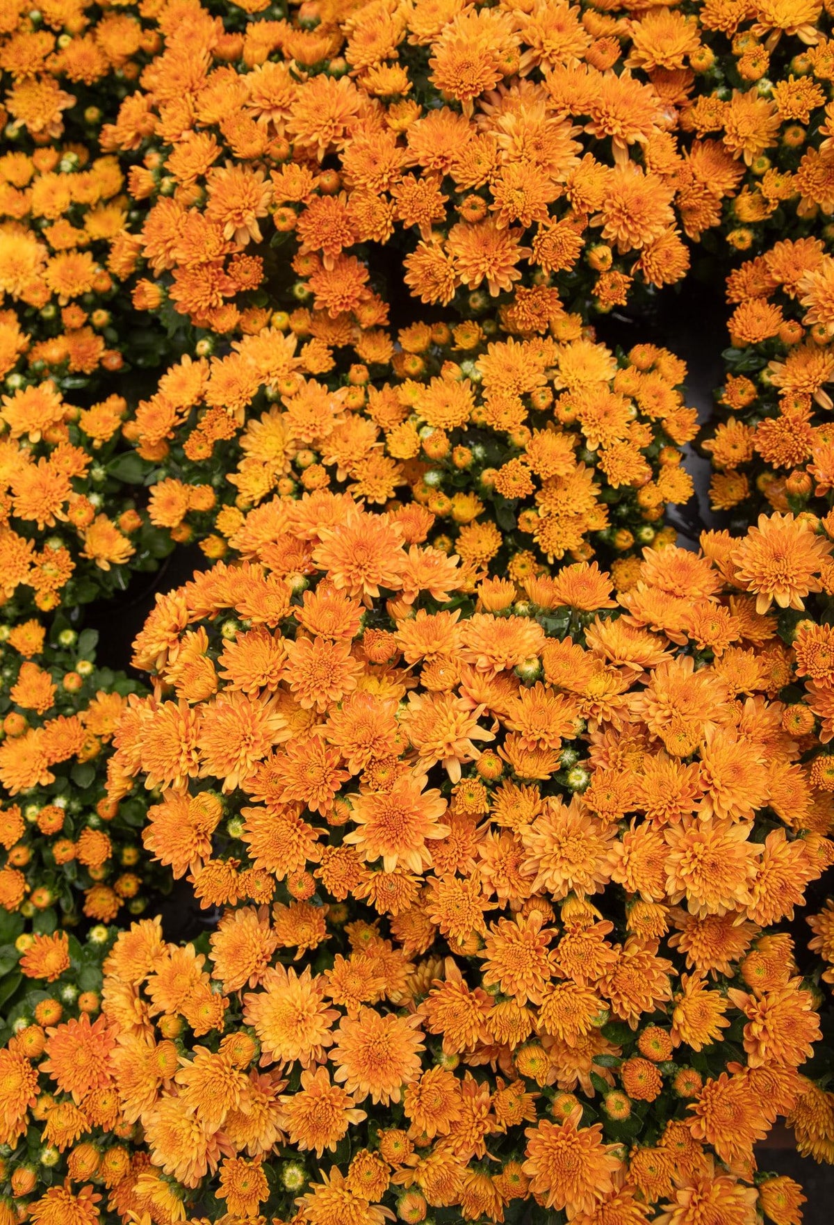 Mum, Orange Conaco Orange - View 20 from www redcrocus com