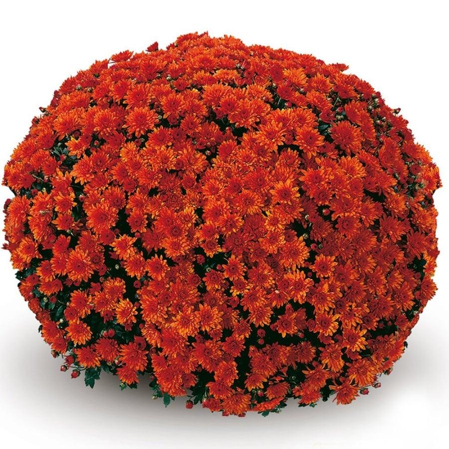 Mum, Orange Conaco Orange - View 22 from www redcrocus com