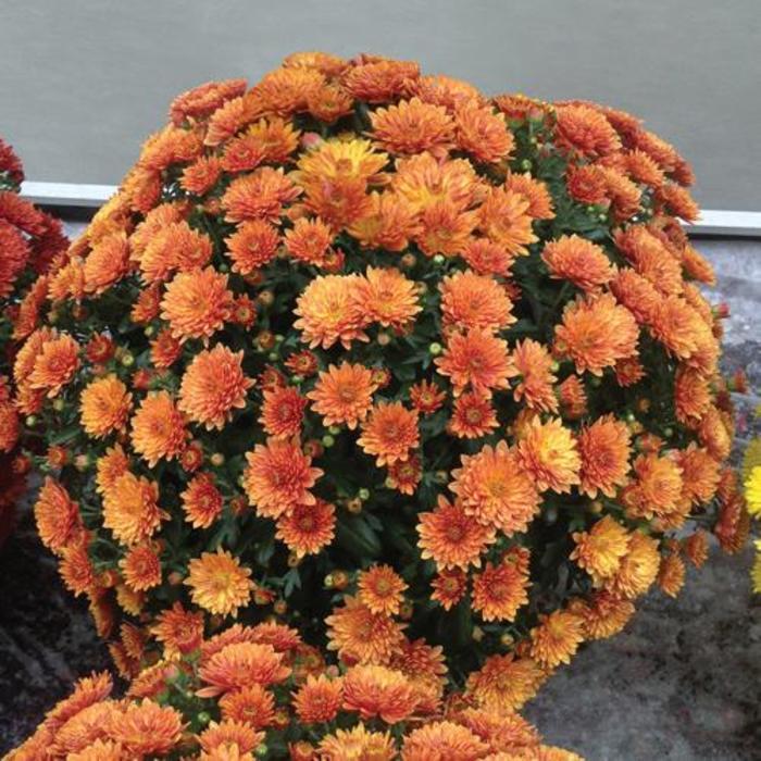 Mum, Orange Conaco Orange - View 24 from www redcrocus com