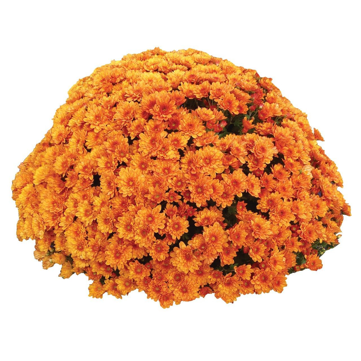 Mum, Orange Conaco Orange - View 25 from www redcrocus com