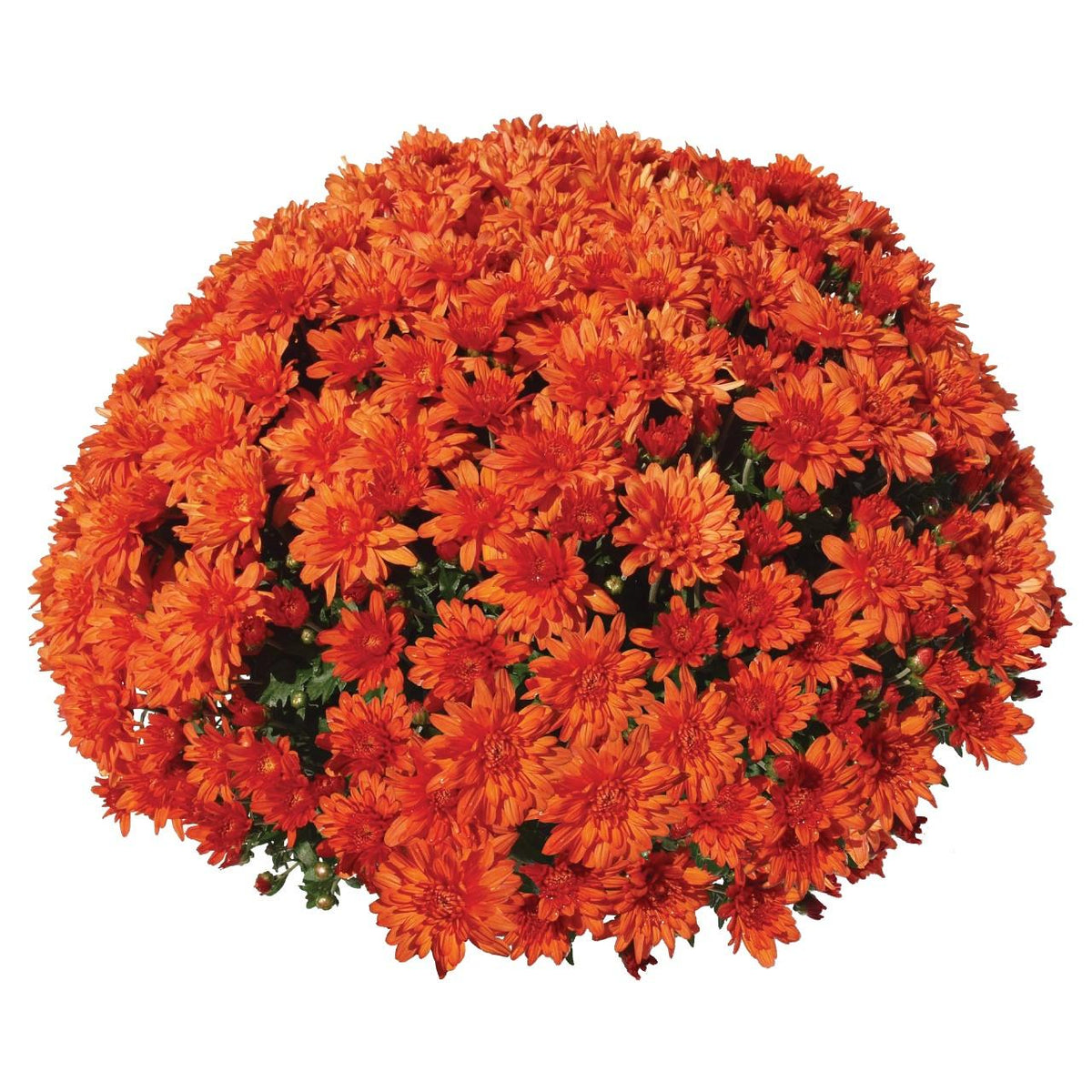 Mum, Orange Conaco Orange - View 26 from www redcrocus com