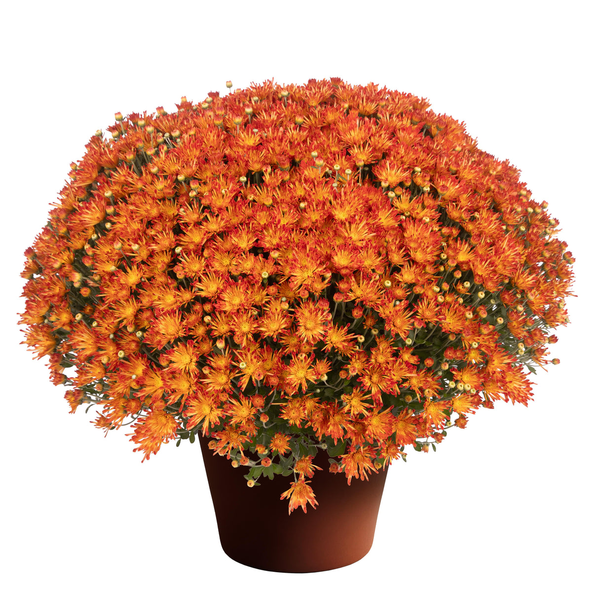 Mum, Orange Conaco Orange - View 27 from www redcrocus com