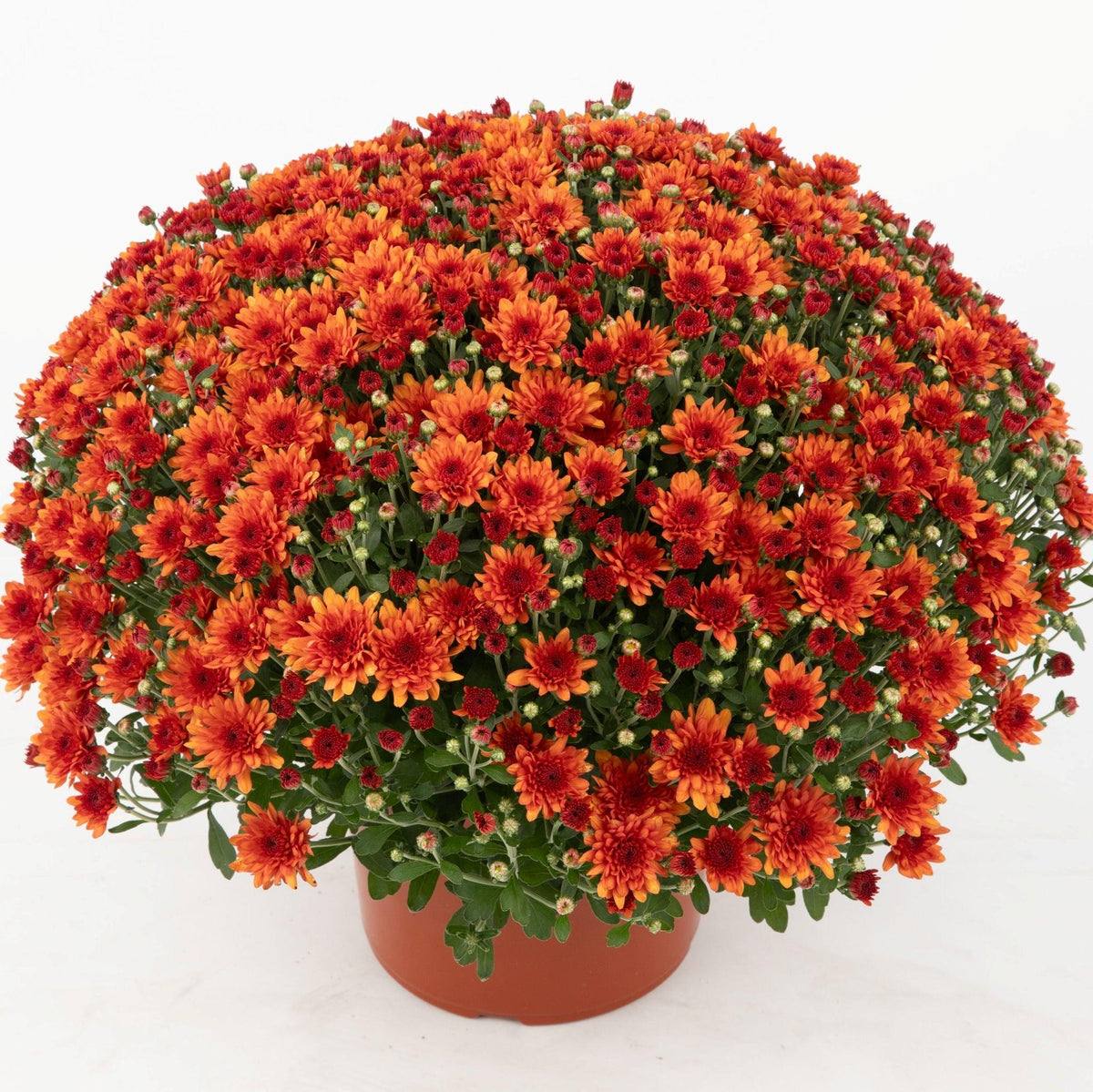 Mum, Orange Conaco Orange - View 29 from www redcrocus com
