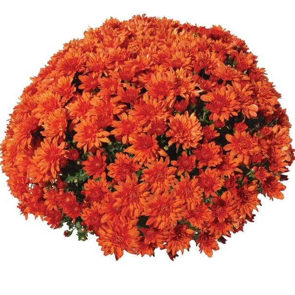Mum, Orange Conaco Orange - View 31 from www redcrocus com