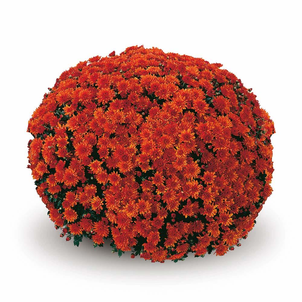 Mum, Orange Conaco Orange - View 3 from www redcrocus com