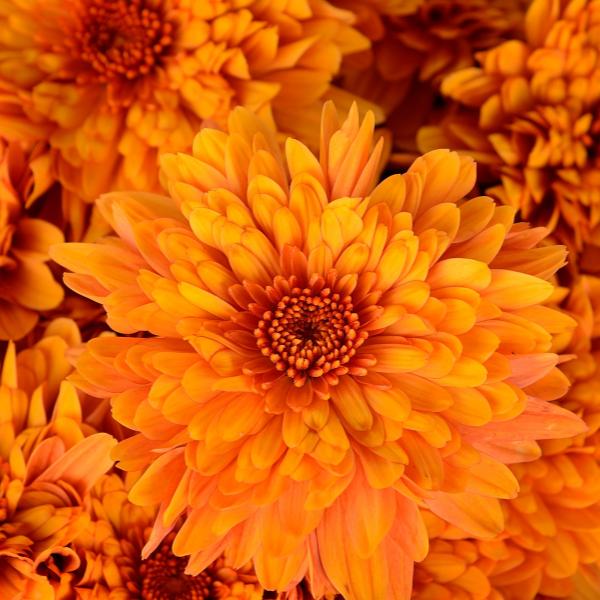Mum, Orange Conaco Orange - View 5 from www redcrocus com