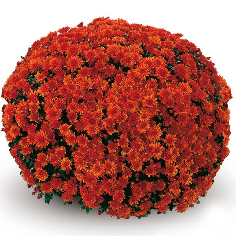 Mum, Orange Conaco Orange - View 7 from www redcrocus com