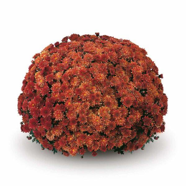 Mum, Orange Conaco Orange - View 9 from www redcrocus com