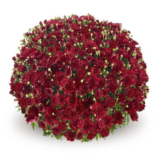 Mum Red Pobo Red - View 1 from www redcrocus com