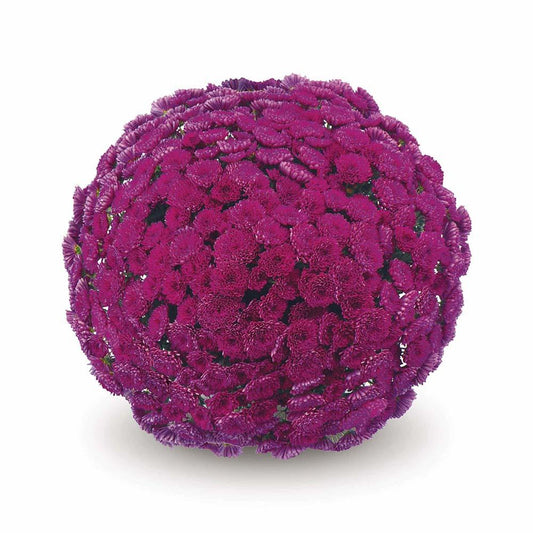 Mum, Purple Adiva Purple - View 1 from www redcrocus com