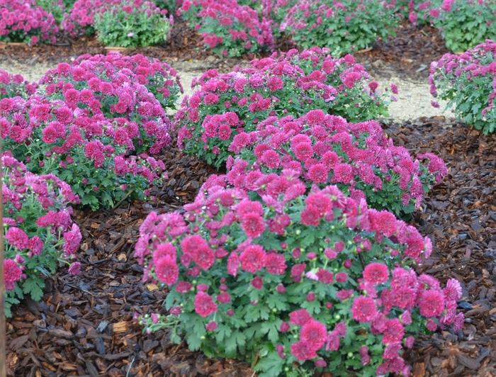 Mum Purple Adiva Purple - View 4 from www redcrocus com