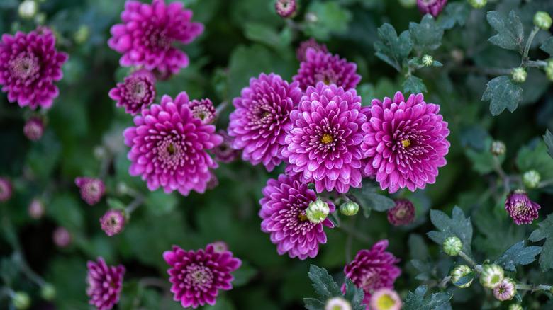 Mum Purple Adiva Purple - View 6 from www redcrocus com