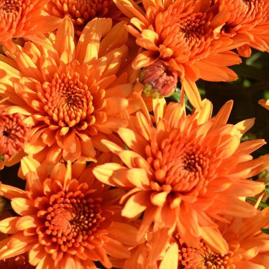 Mum Orange Perfectly Orange - View 1 from www redcrocus com