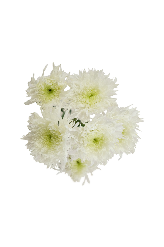 Mum, White Starburst White - View 1 from www redcrocus com