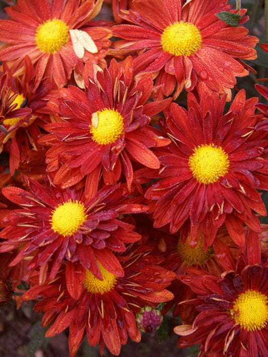 Mum Red Stellar Red - View 10 from www redcrocus com