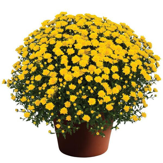 Mum Yellow Elena Gold Yellow - View 1 from www redcrocus com