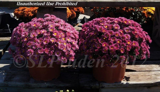 Mum Mix Stellar Pink Purple Red - View 10 from www redcrocus com