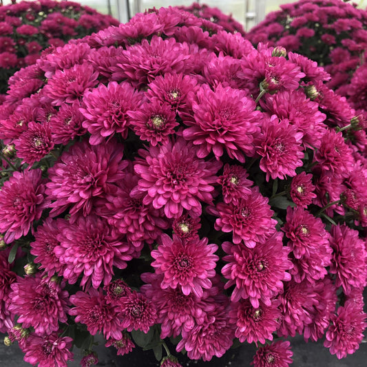 Mum Mix Stellar Pink Purple Red - View 12 from www redcrocus com