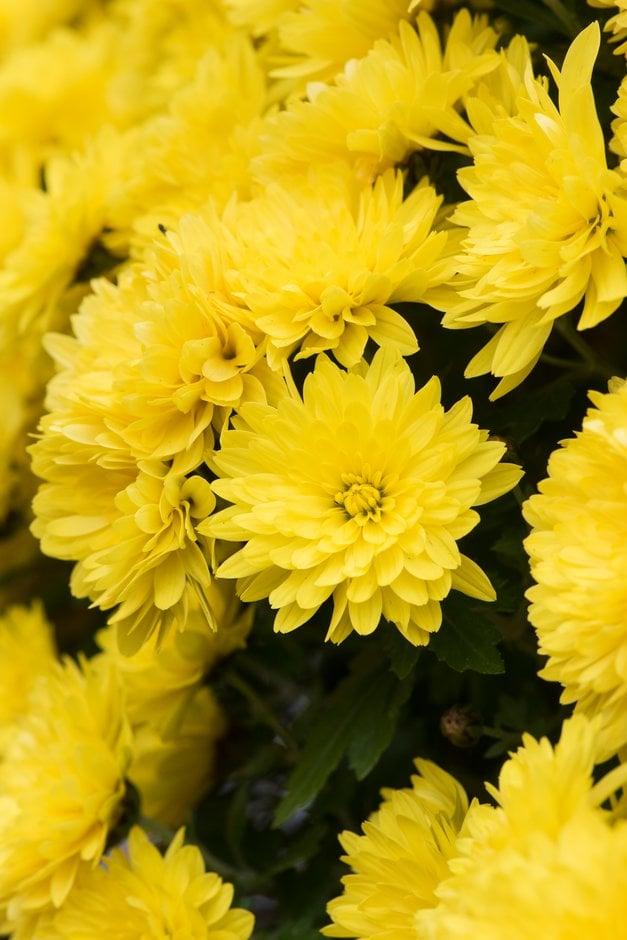 Mum Yellow Conaco Yellow - View 1 from www redcrocus com