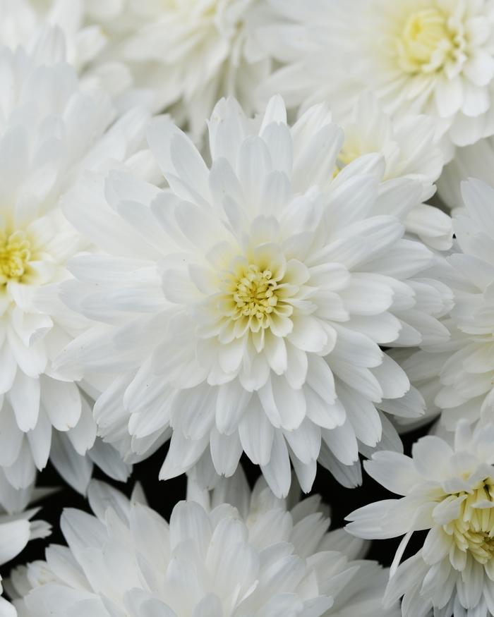 Mum White Lesconil White - View 12 from www redcrocus com