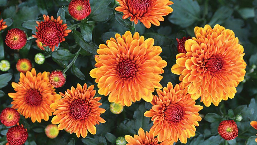 Mum, Orange Miranda Orange - View 10 from www redcrocus com